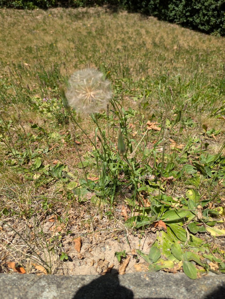 Wiesen-Bocksbart (Tragopogon pratensis) in Esbach