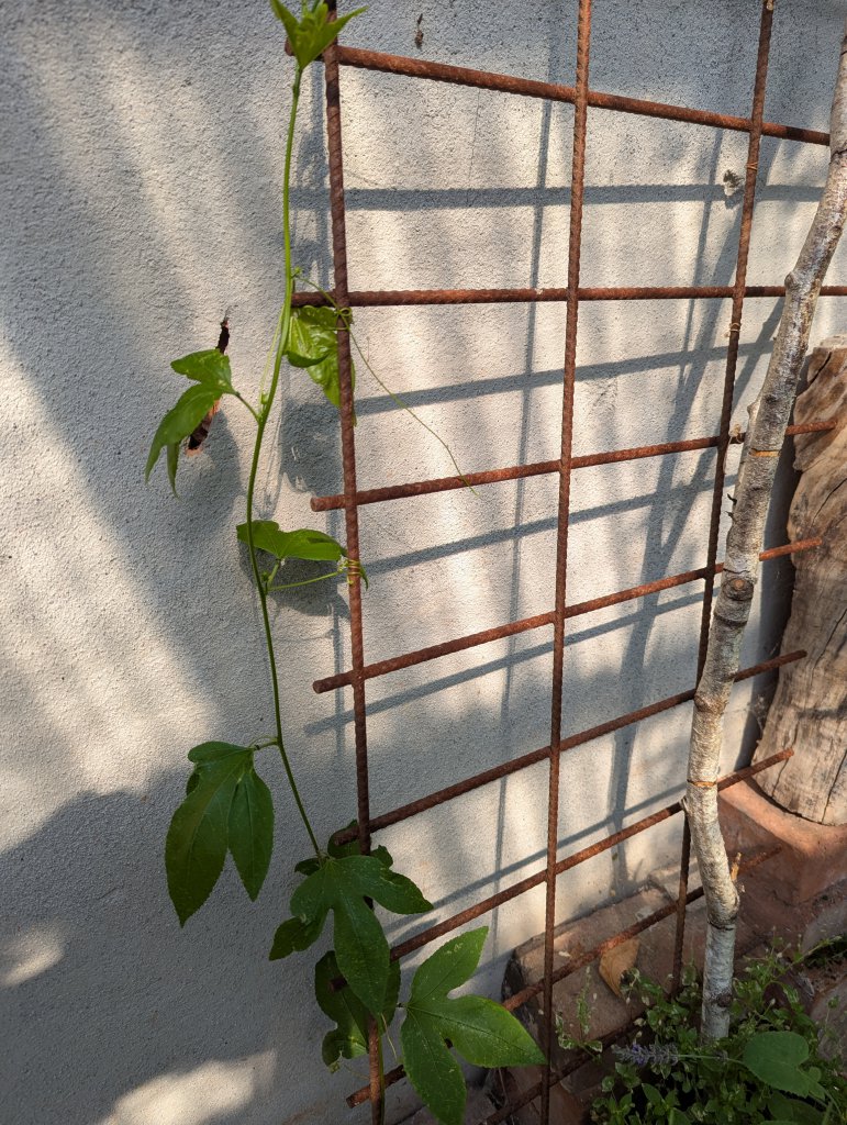 Passionsfrucht (Passiflora edulis) in Weidach