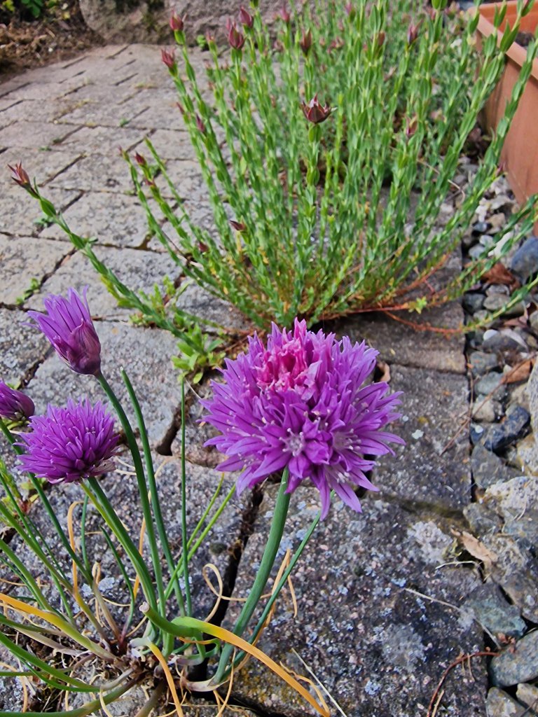 Schnittlauch (Allium schoenoprasum) Raum Kasendorf, Oberfranken