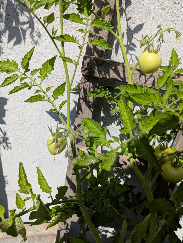 Tomate (Solanum lycopersicum) in Weidach