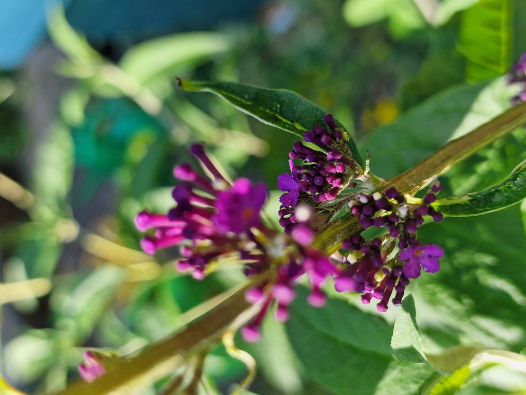 Fliederspeer (Syringa vulgaris) in Seubersdorf