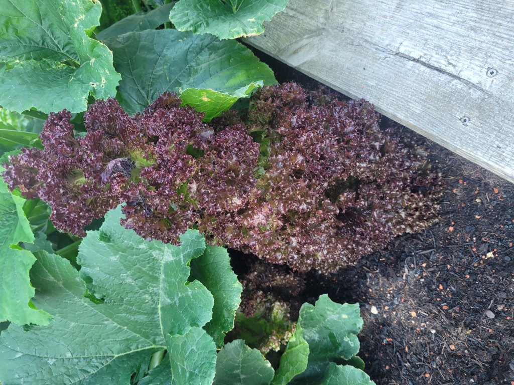 Grüner Salat (Lactuca sativa) in Seubersdorf