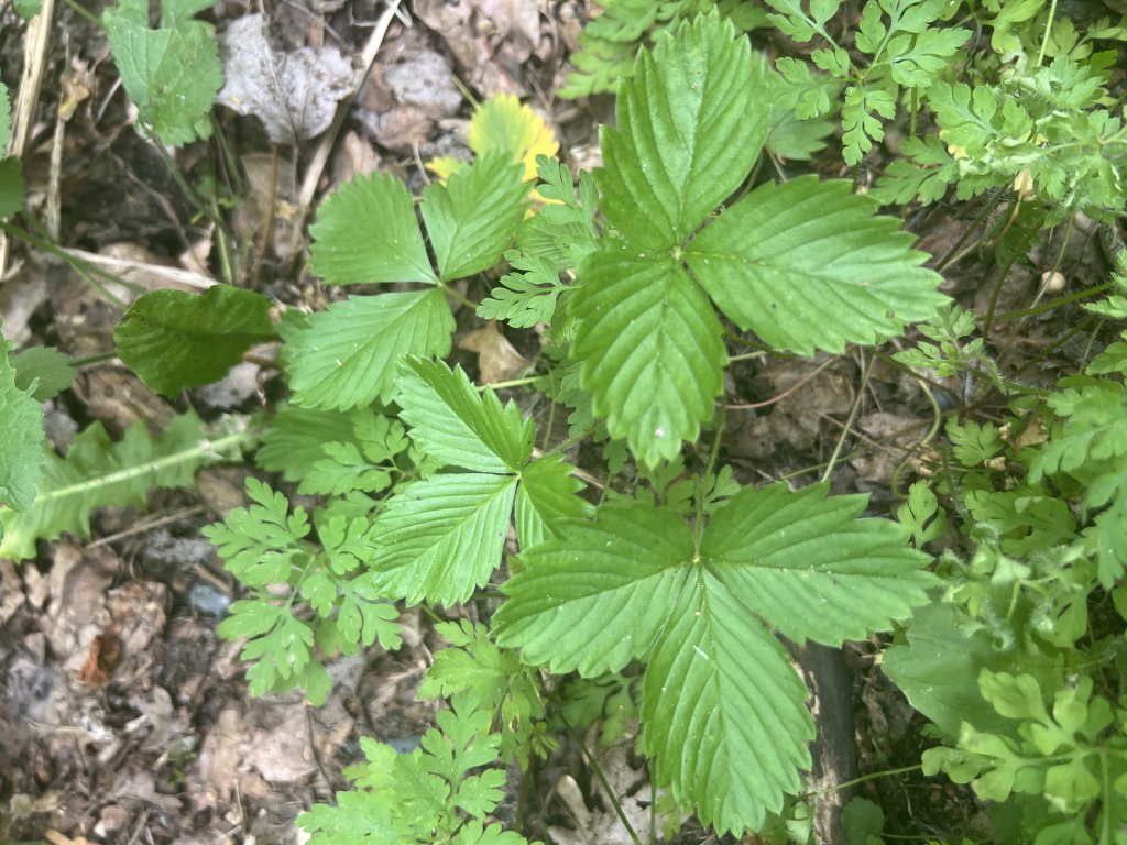 Wald-Erdbeere (Fragaria vesca) in Döllnitz