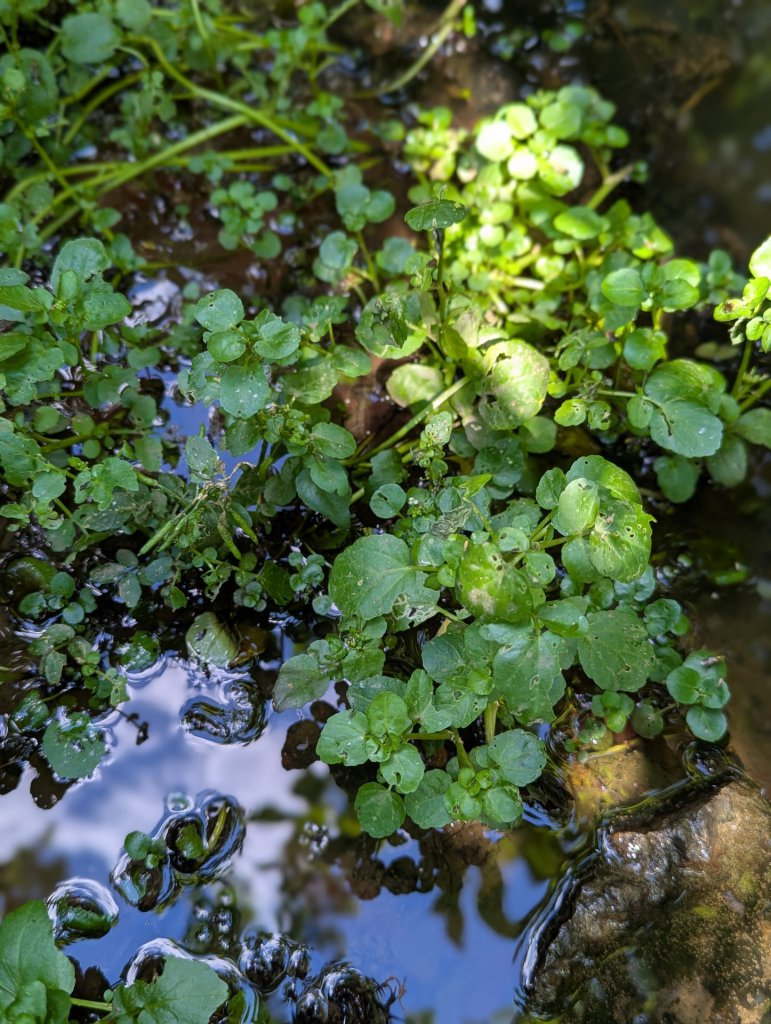 Gewöhnliche Brunnenkresse