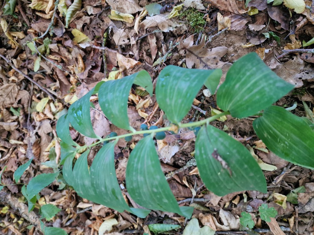 Wohlriechende Weißwurz (Polygonatum odoratum) in Seubersdorf