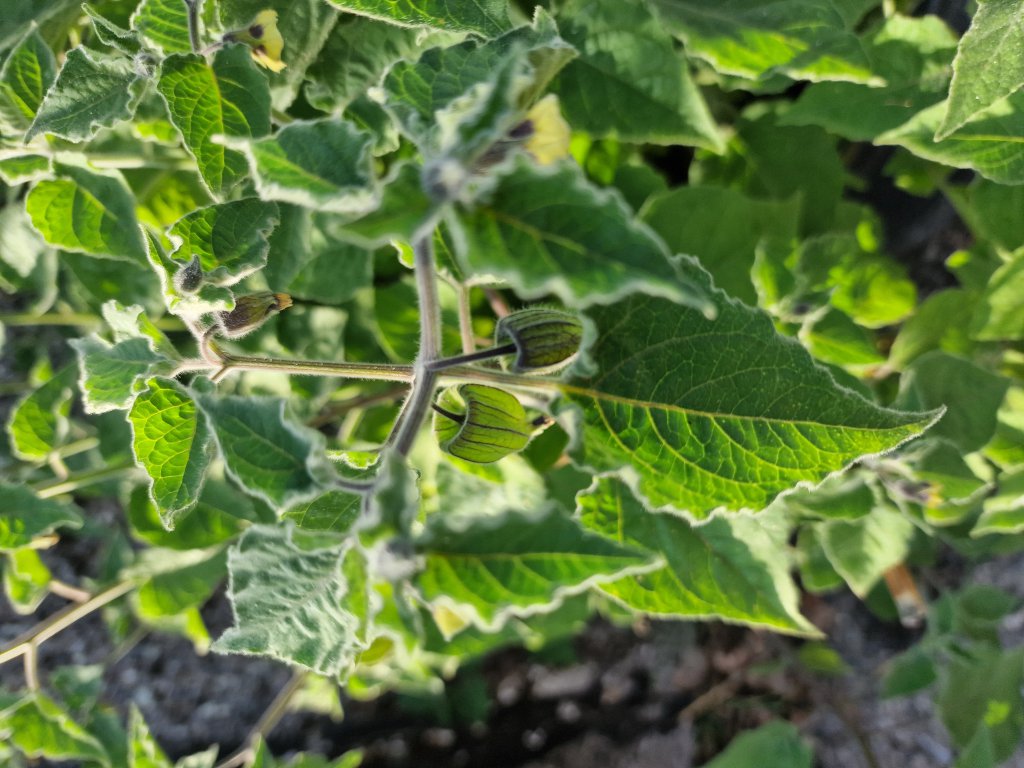 Peruanische Blasenkirsche (Physalis peruviana) in Seubersdorf