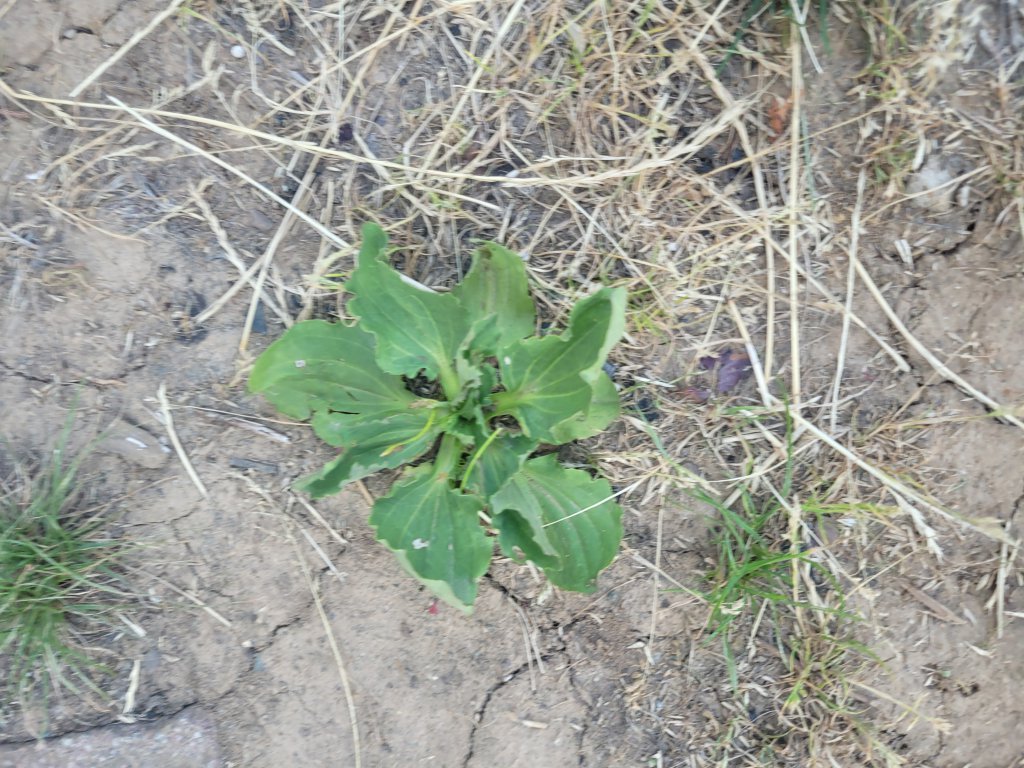 Breit-Wegerich (Plantago major) in Seubersdorf