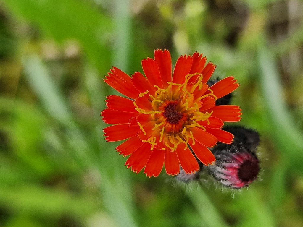 Mausohr-Habichtskräuter (Pilosella officinarum) nahe Seubersdorf