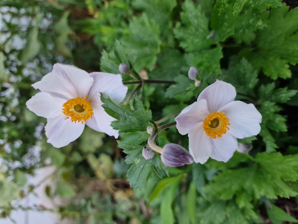Herbst-Anemone (Anemone hupehensis) in Seubersdorf
