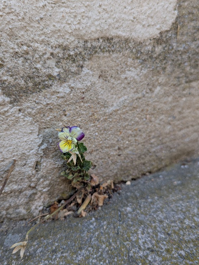 Wildes Stiefmütterchen (Viola tricolor) in Weidach