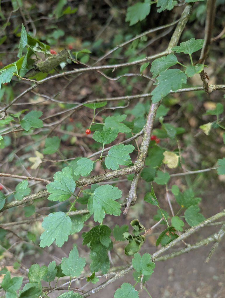 Alpen-Johannisbeere (Ribes alpinum) in Weidach Callenberger Forst