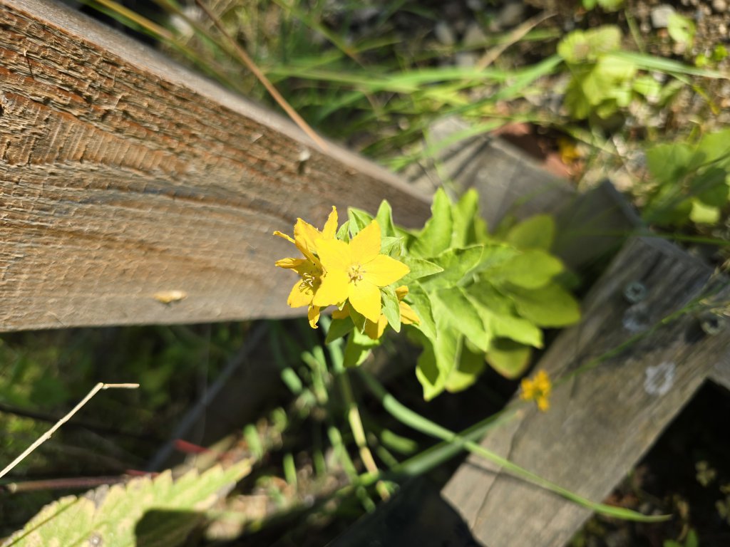 Punktierter Gilbweiderich (Lysimachia punctata) in Neuensee