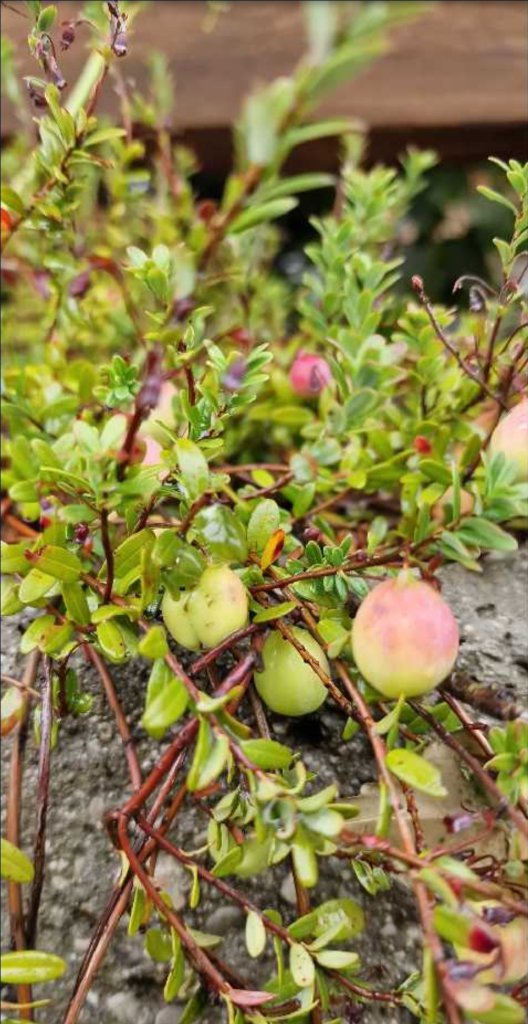 Gewöhnliche Moosbeere