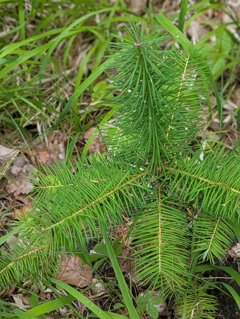 Douglasie (Pseudotsuga menziesii) in Weidach Callenberger Forst