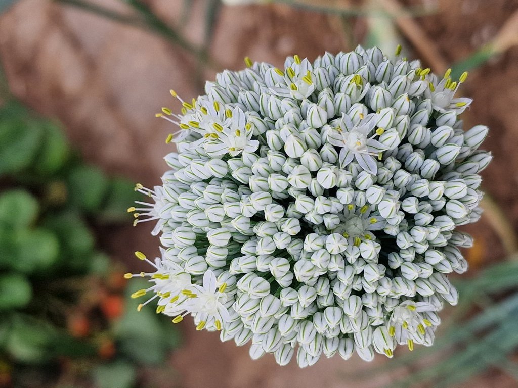 Küchen-Zwiebel (Allium cepa) Raum Kasendorf, Oberfranken