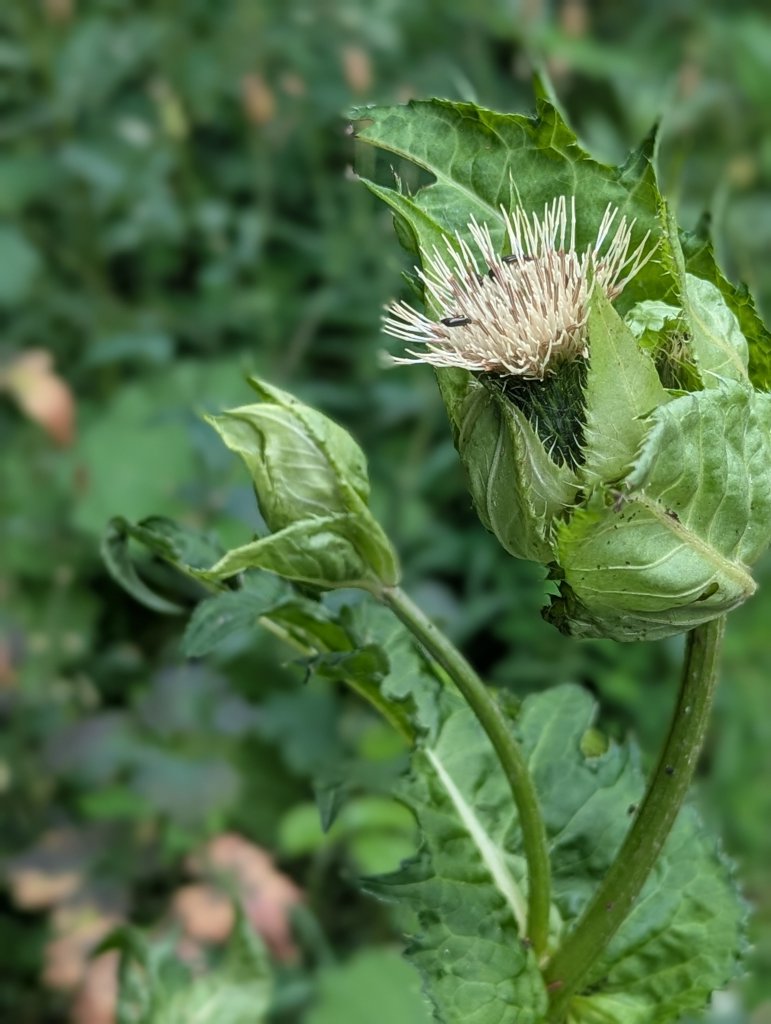 Kohl-Kratzdistel (Cirsium oleraceum) in Weidach Callenberger Forst