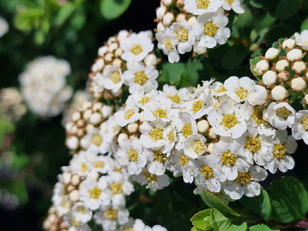 Nippon Spierstrauch (Spiraea nipponica) nahe Seubersdorf