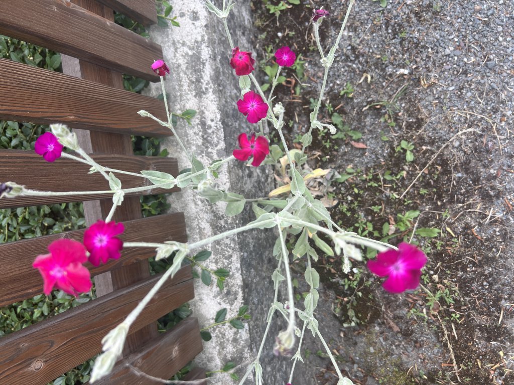 Kronen-Lichtnelke (Lychnis coronaria) Raum Kasendorf, Oberfranken
