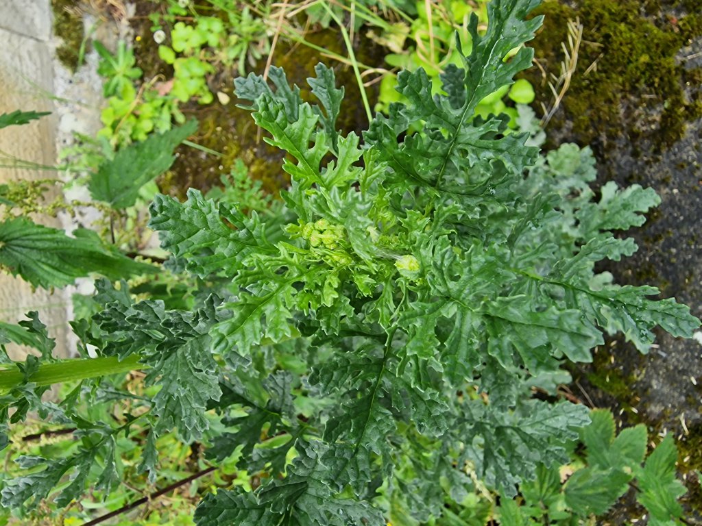 Jakobs-Greiskraut (Jacobaea vulgaris) Raum Kasendorf, Oberfranken