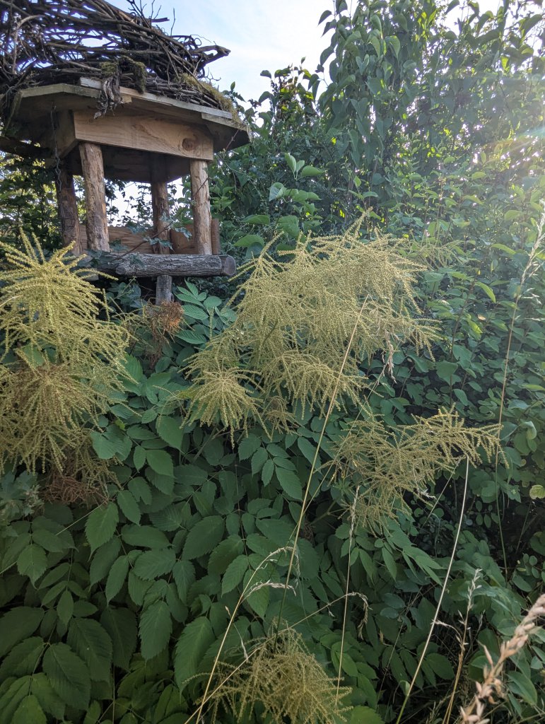 Wald-Geißbart (Aruncus dioicus) in Weidach
