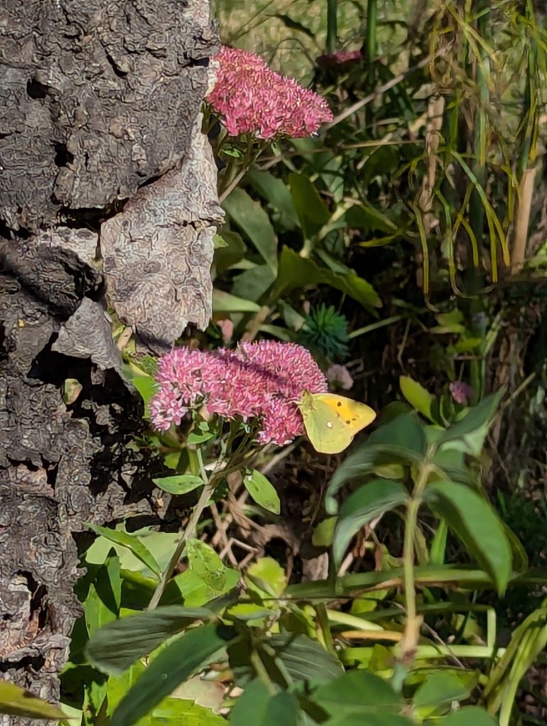 Herbst Fetthenne (Hylotelephium telephium) in Weidach