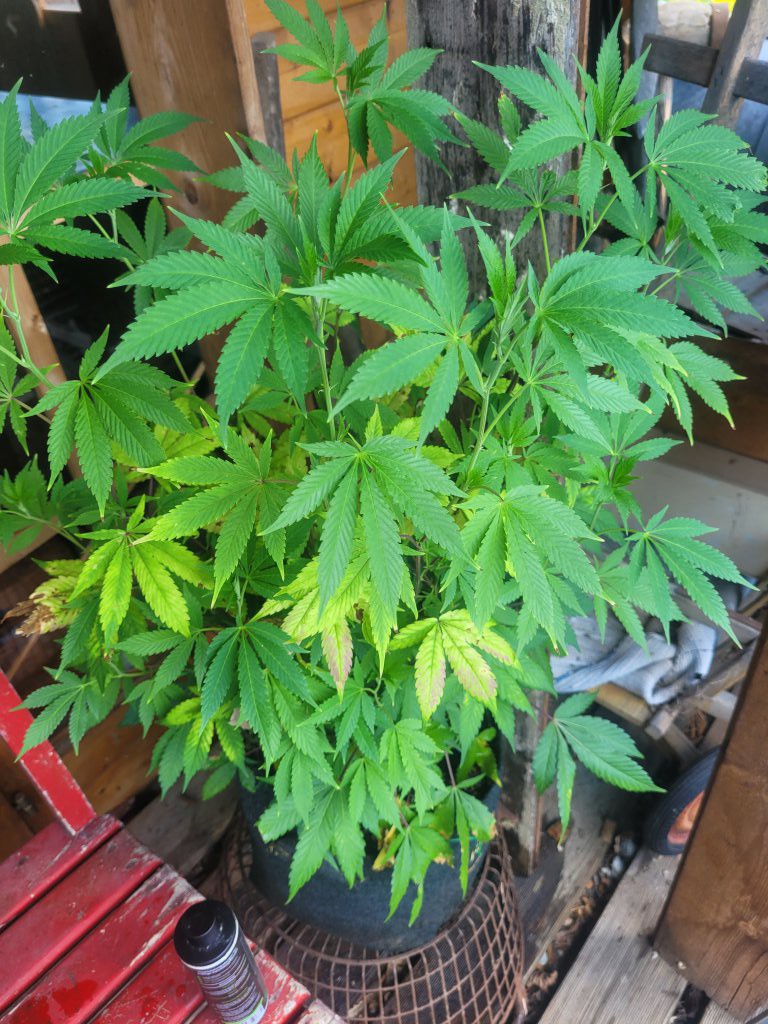 Hanf (Cannabis sativa) in Reuth