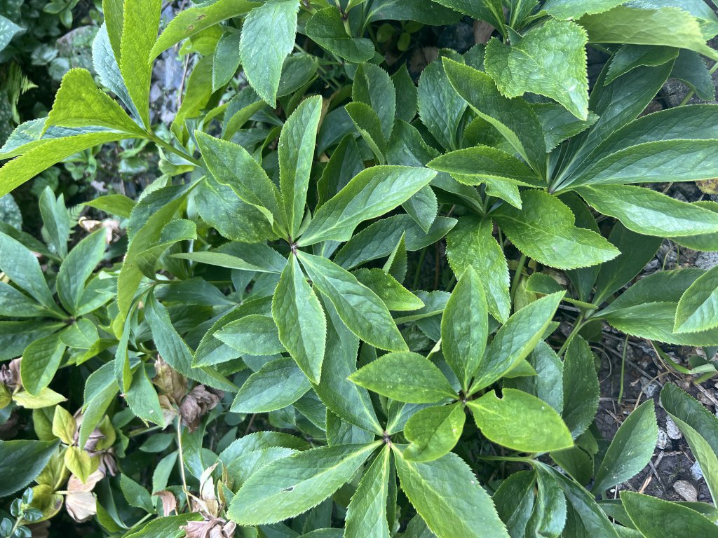 Grüne Nieswurz (Helleborus viridis) Raum Kasendorf, Oberfranken