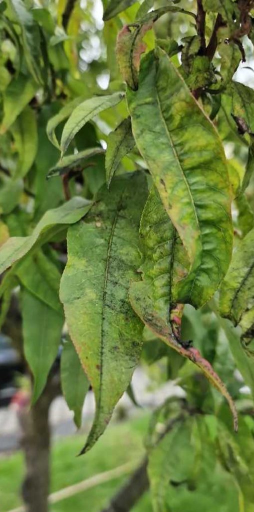 Pfirsich (Prunus persica) Raum Kasendorf, Oberfranken