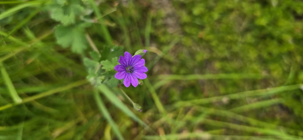Pyrenäen-Storchschnabel (Geranium pyrenaicum) nahe Bayreuth