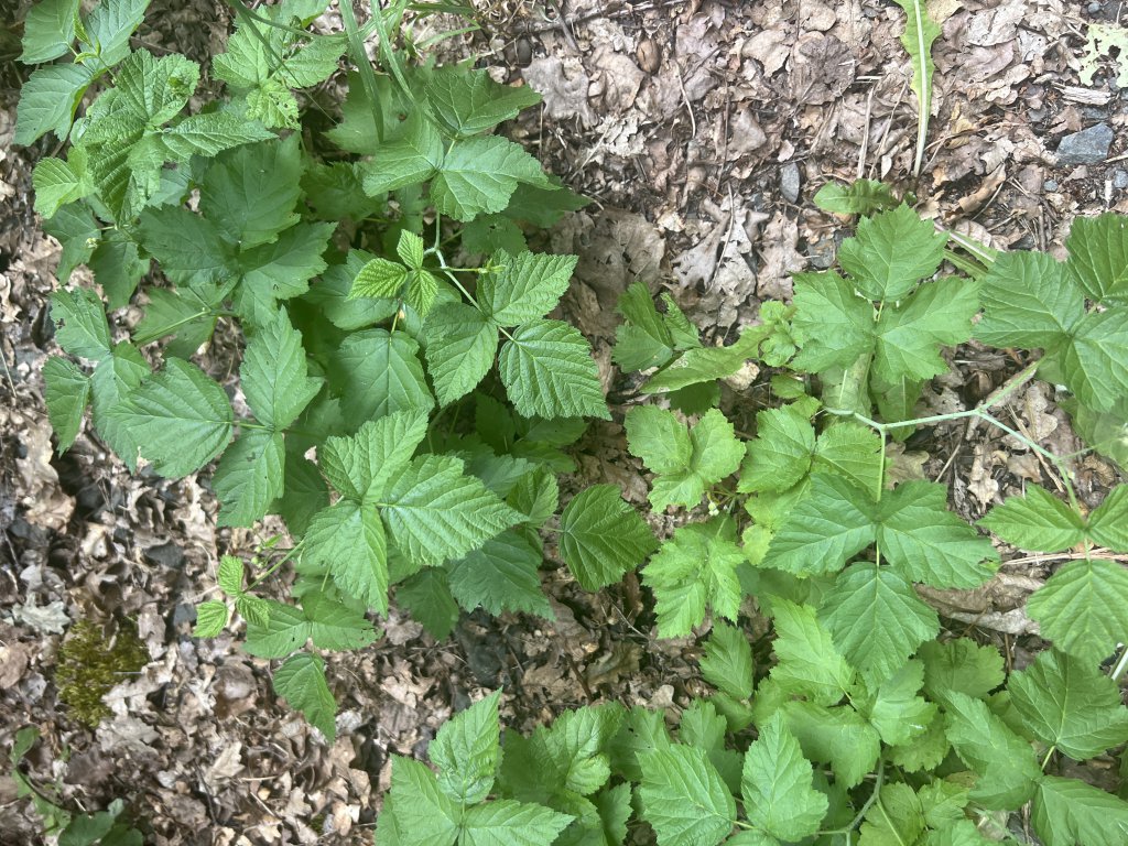 Kratzbeere (Rubus caesius) in Döllnitz
