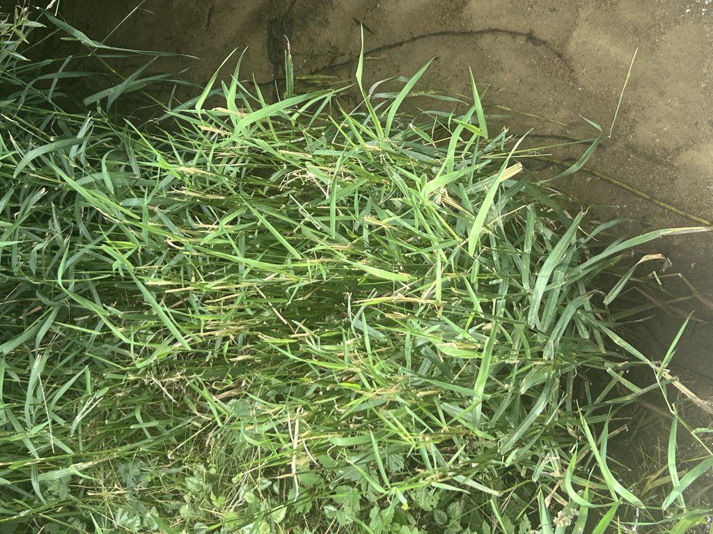 Rohr-Glanzgras (Phalaris arundinacea) in Döllnitz