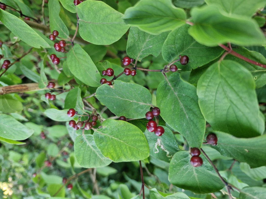Rote Heckenkirsche (Lonicera xylosteum) in Seubersdorf
