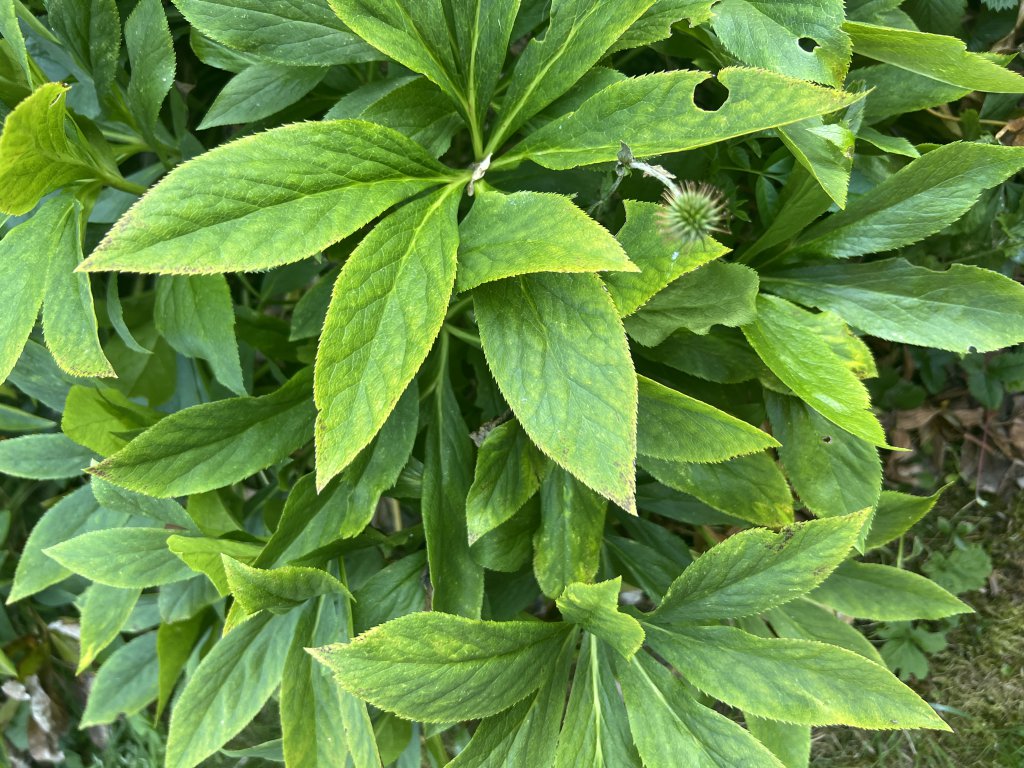 Grüne Nieswurz (Helleborus viridis) Raum Kasendorf, Oberfranken