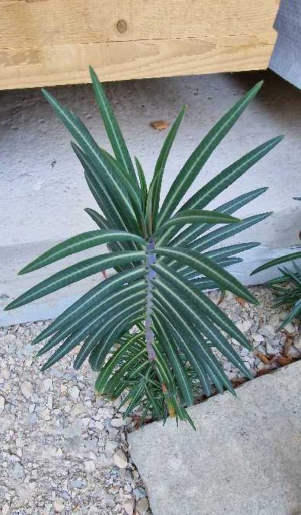 Kreuzblättrige Wolfsmilch (Euphorbia lathyris) Raum Kasendorf, Oberfranken