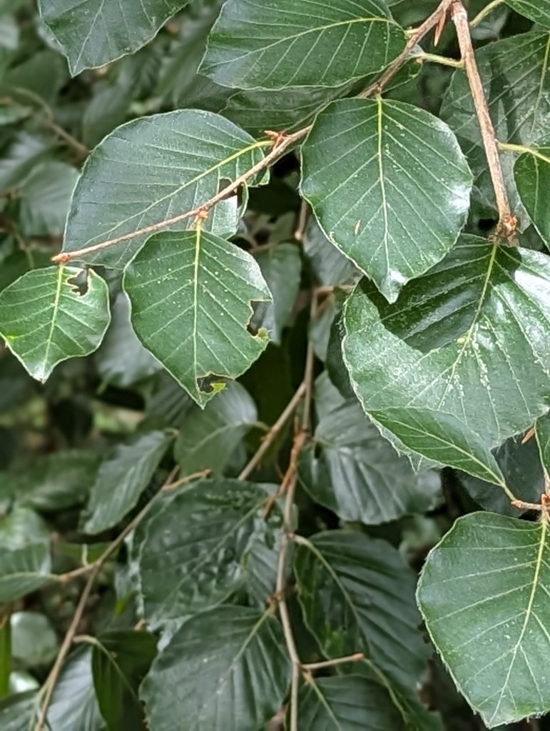 Rotbuche (Fagus sylvatica) in Weidach Callenberger Forst