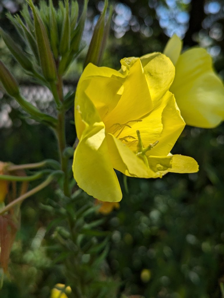 Nachtkerze (Oenothera) in Bertelsdorf