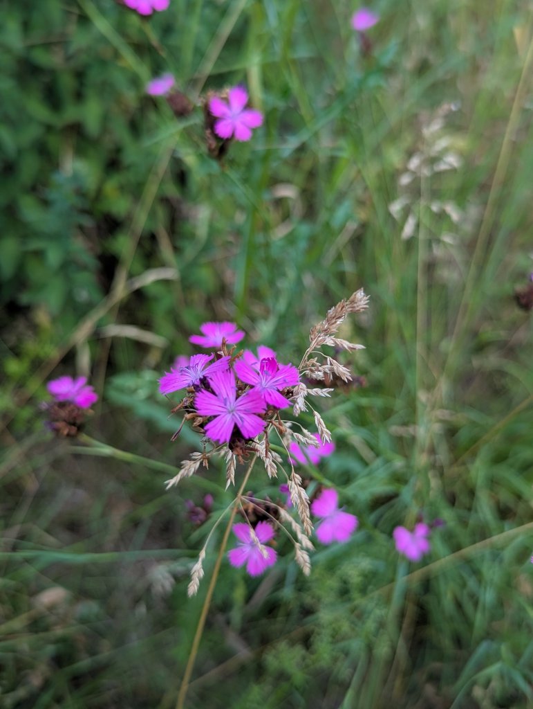 Kartäuser-Nelke (Dianthus carthusianorum) in Weidach