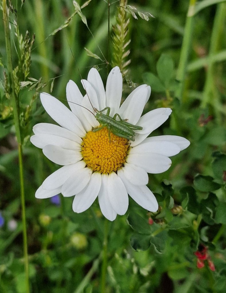Wiesen-Margerite (Leucanthemum vulgare) Raum Kasendorf, Oberfranken
