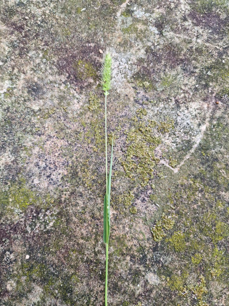 Quirlige Borstenhirse (Setaria verticillata) in Hutschdorf