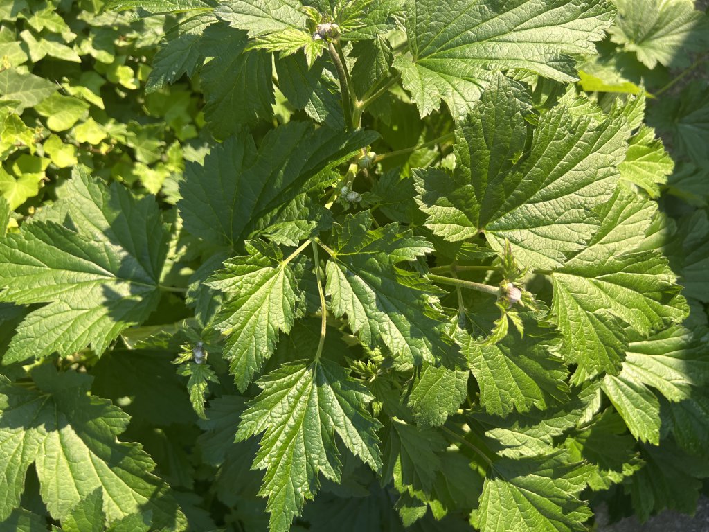 Herbst-Anemone (Anemone hupehensis) Raum Kasendorf, Oberfranken