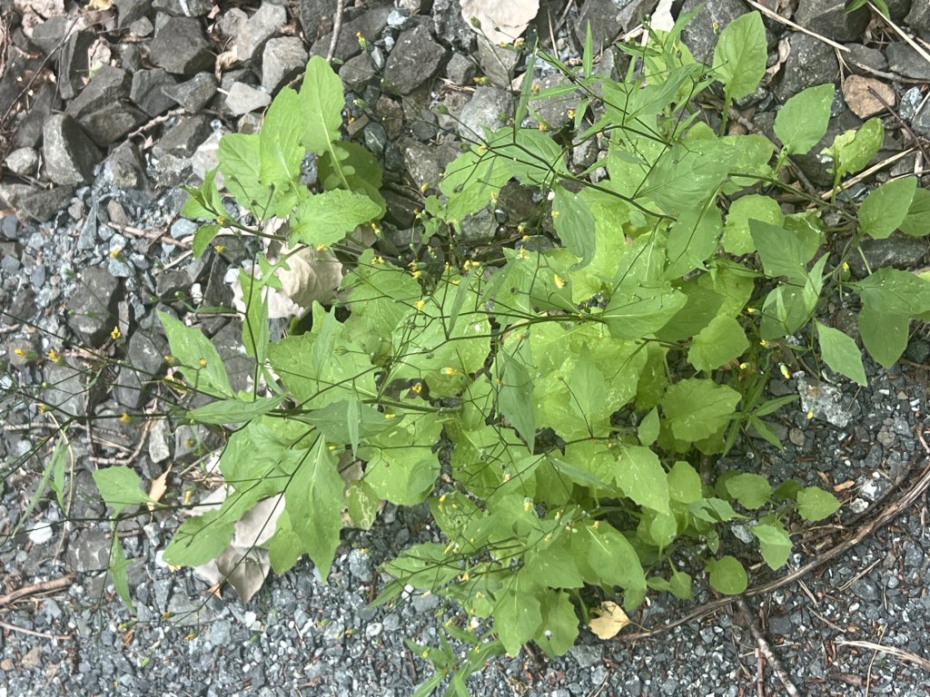 Gewöhnlicher Rainkohl (Lapsana communis) Raum Kasendorf, Oberfranken