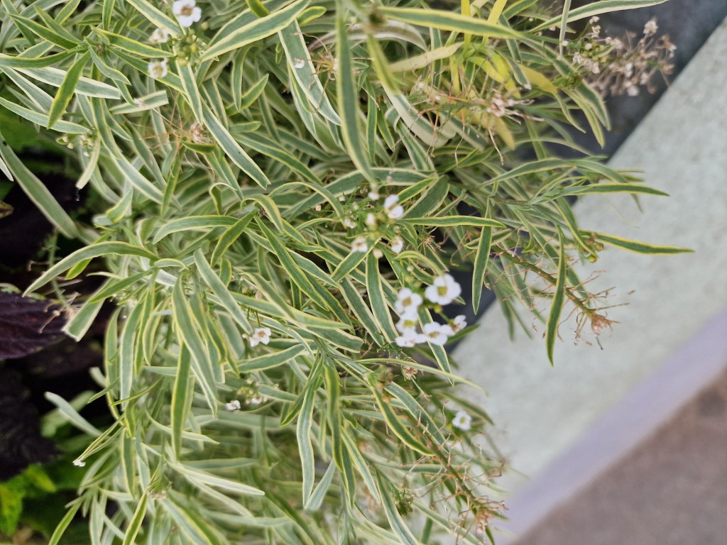 Strand-Silberkraut (Lunaria rediviva) Raum Kasendorf, Oberfranken