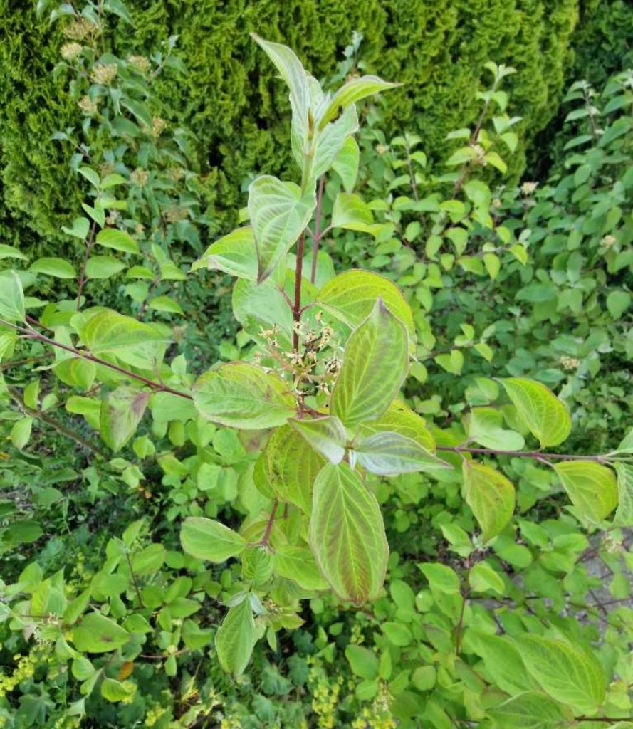 Blutroter Hartriegel