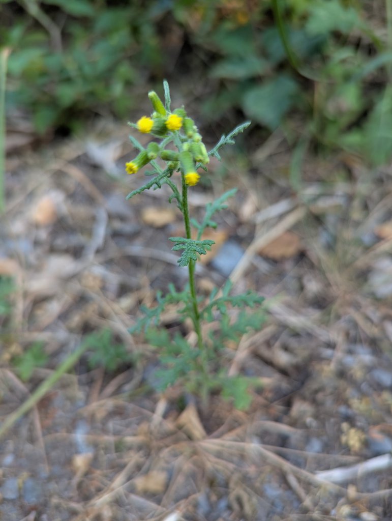 Wald-Greiskraut (Senecio sylvaticus) in Weidach
