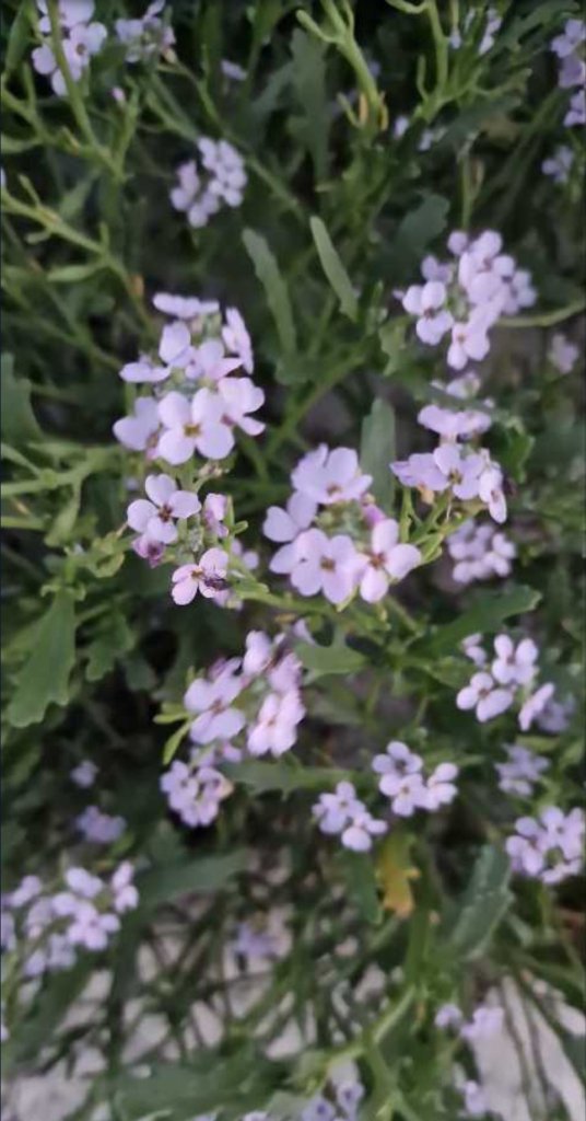 Europäischer Meersenf (Cakile maritima) Raum Kasendorf, Oberfranken