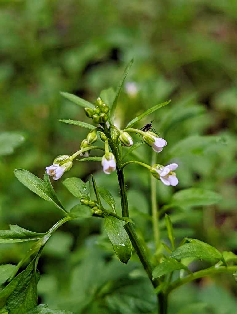 Wald-Schaumkraut (Cardamine flexuosa) in Weidach Callenberger Forst