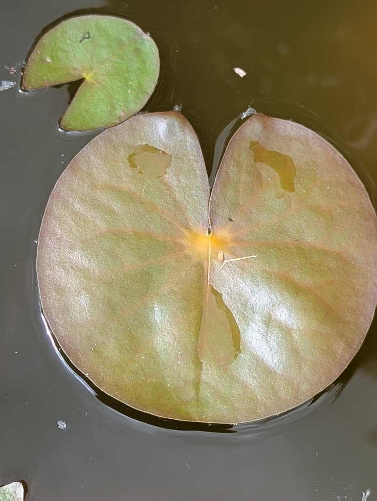 Kleine Seerose (Nymphaea tetragona) in Weidach
