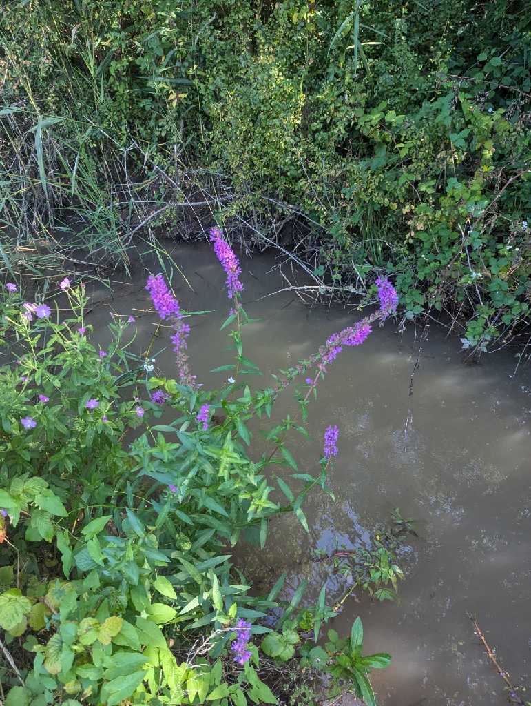 Gewöhnlicher Blutweiderich