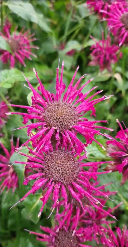 Scharlach-Monarde (Monarda didyma) in Seubersdorf