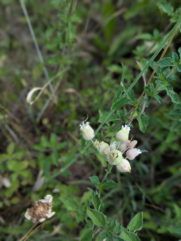 Gewöhnliches Leimkraut (Silene vulgaris) in Weidach